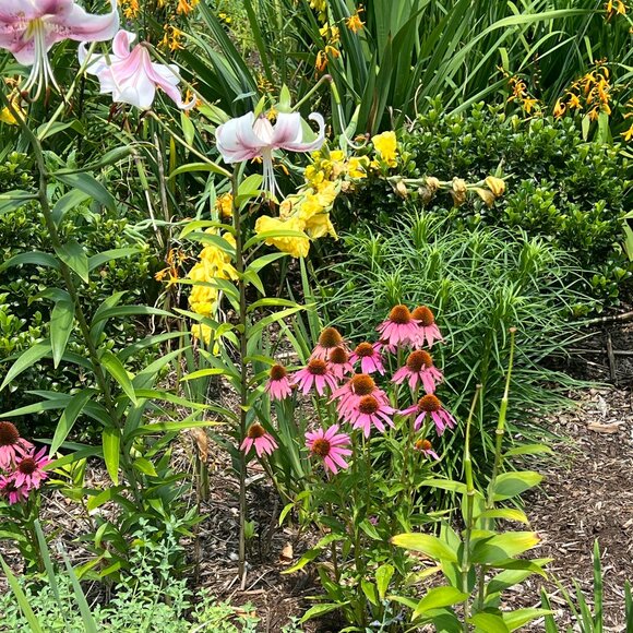 Meet your Posher, H - Picture 1 of 1